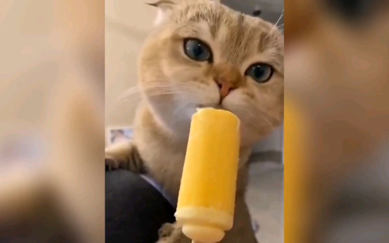 盘点猫咪震惊一百年