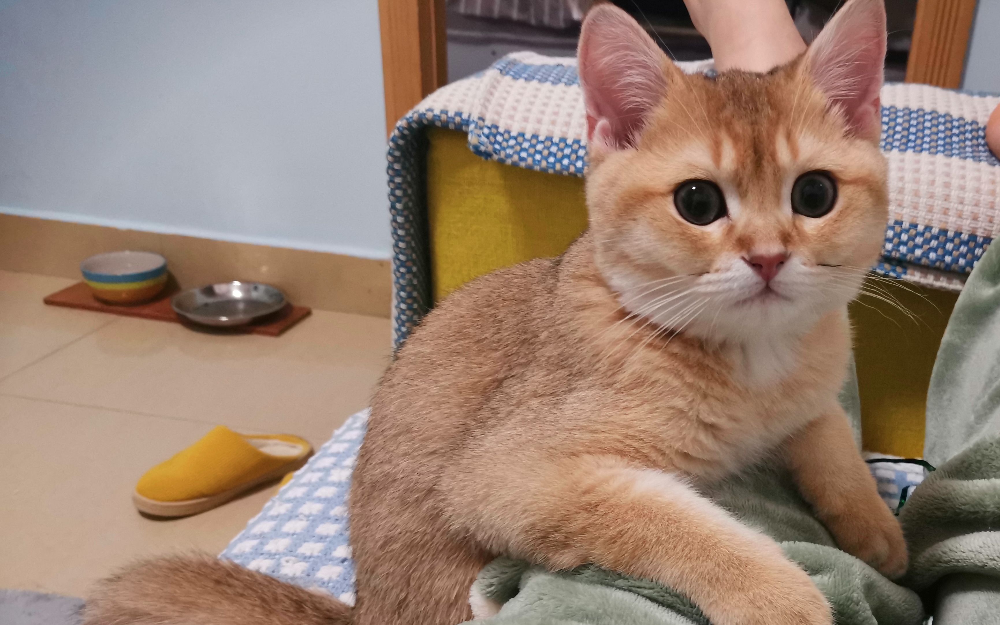 【金渐层】皮蛋|2个月11天|可以自己玩逗猫棒的小猫咪,就是有点费羽毛