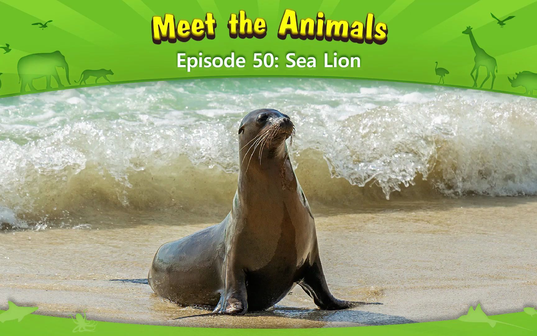 认识动物:海狮 Meet the Animals 50 Sea Lion哔哩哔哩bilibili