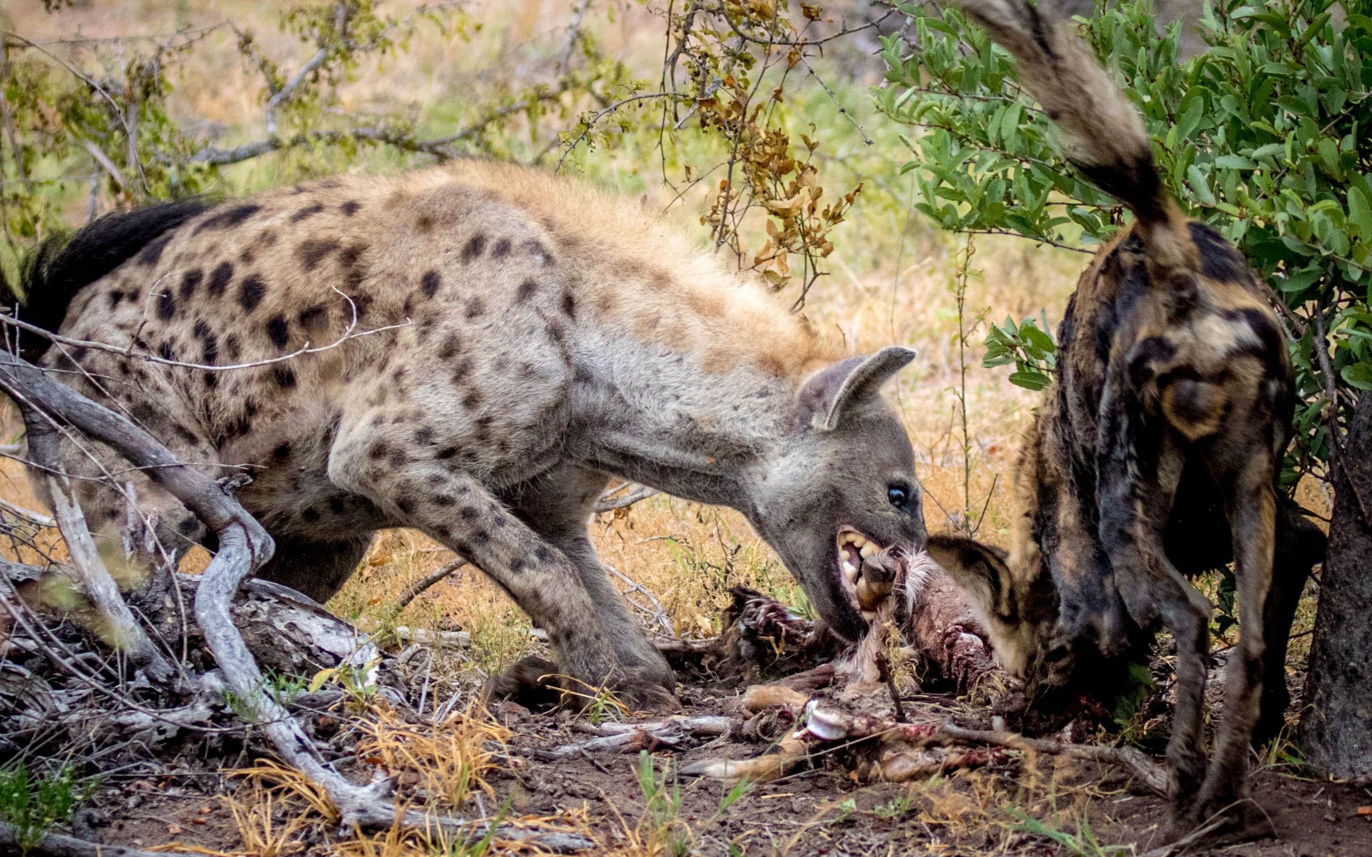鬣狗群和野狗群为口吃的玩起了游击战