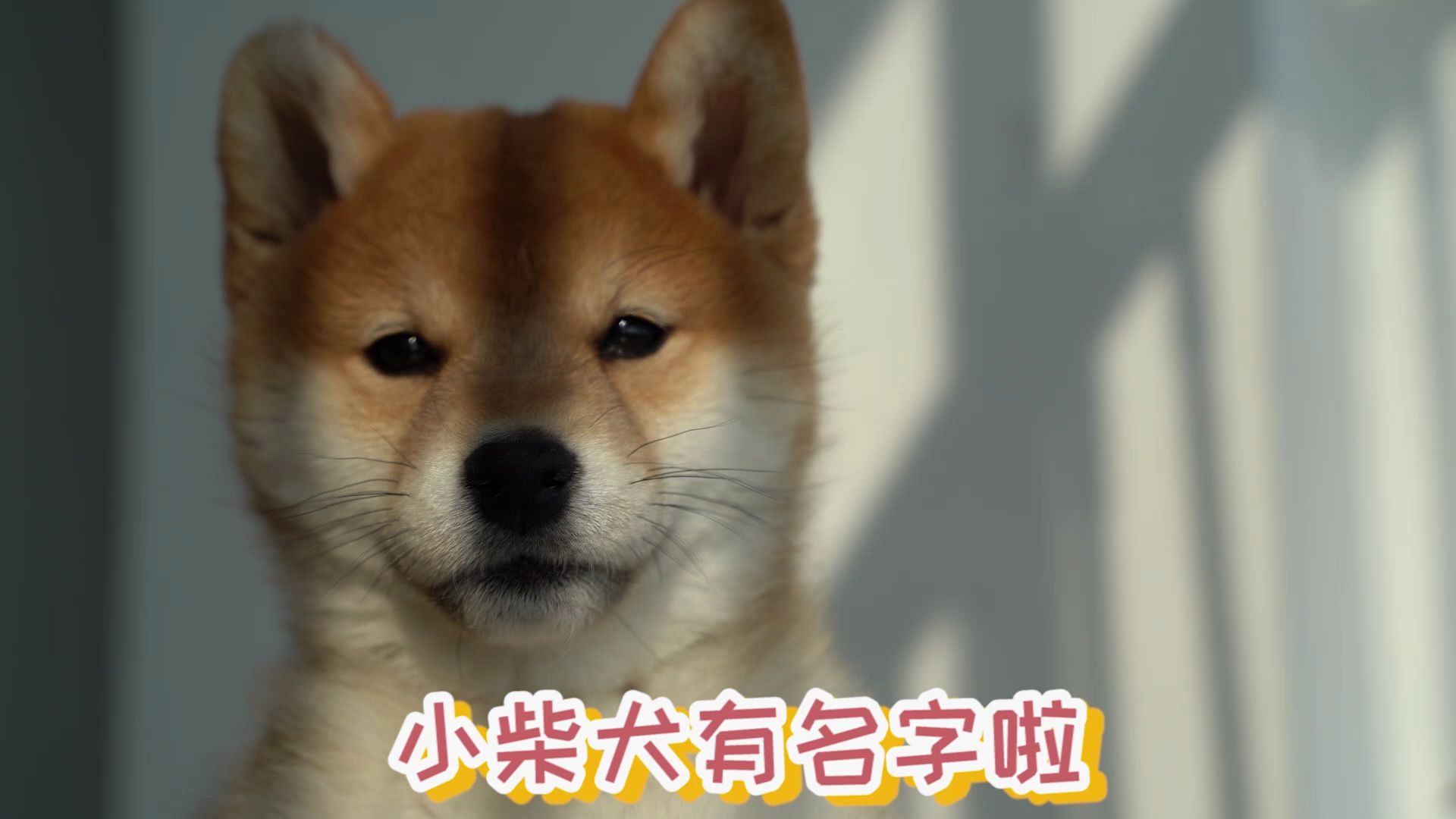 给小柴犬起名字,好纠结哔哩哔哩bilibili