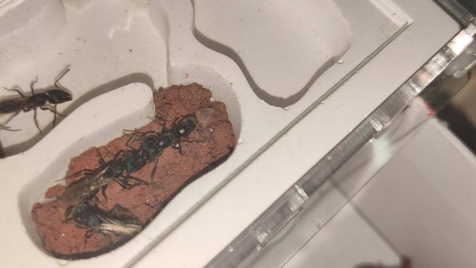 扁头猛蚁新后间的内斗记录