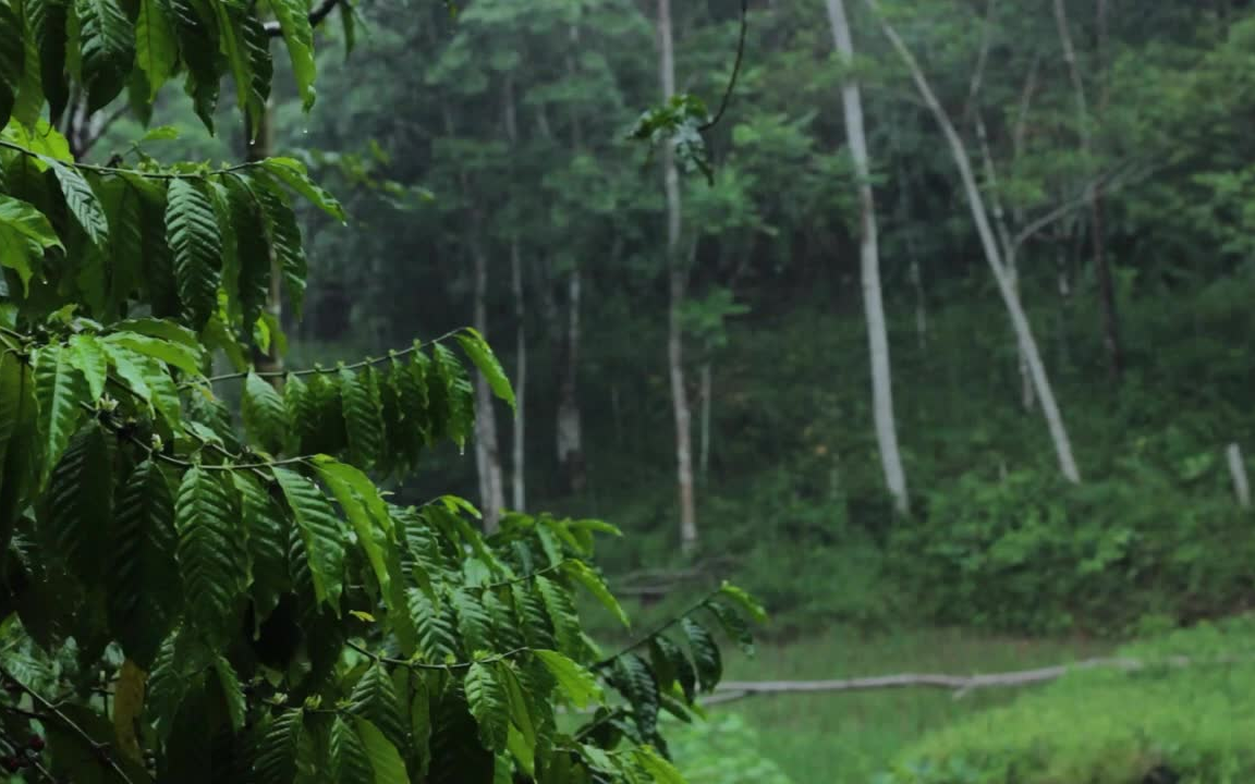 [图]不到5分钟就入睡的雨声