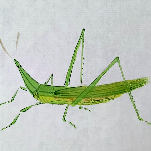 画草虫：一只写意蚱蜢_哔哩哔哩_bilibili