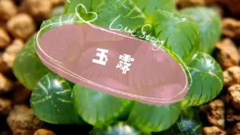 晾好的玉露怎么发根 一包水苔搞定 哔哩哔哩 Bilibili 晾好的玉露怎么发根 一包水苔搞定 哔哩哔哩 Bilibili