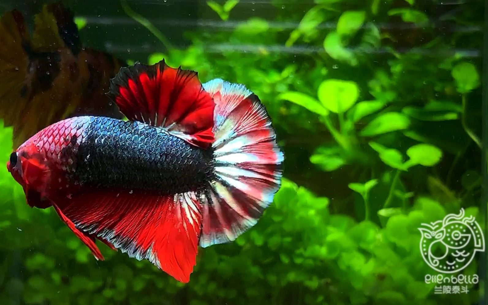 状态疯狗的红铜将军 这颜色实在太炫酷 【印尼】【将军斗鱼】【暹罗