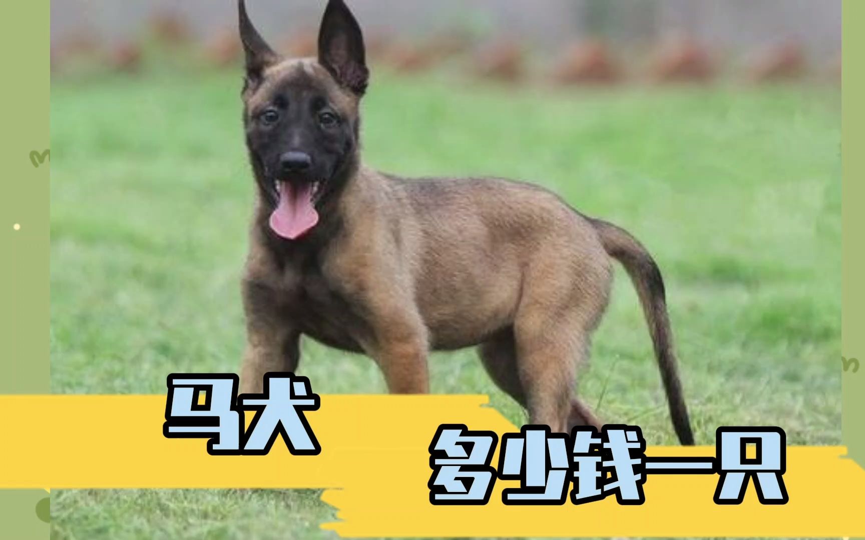 马犬多少钱一只?哔哩哔哩bilibili