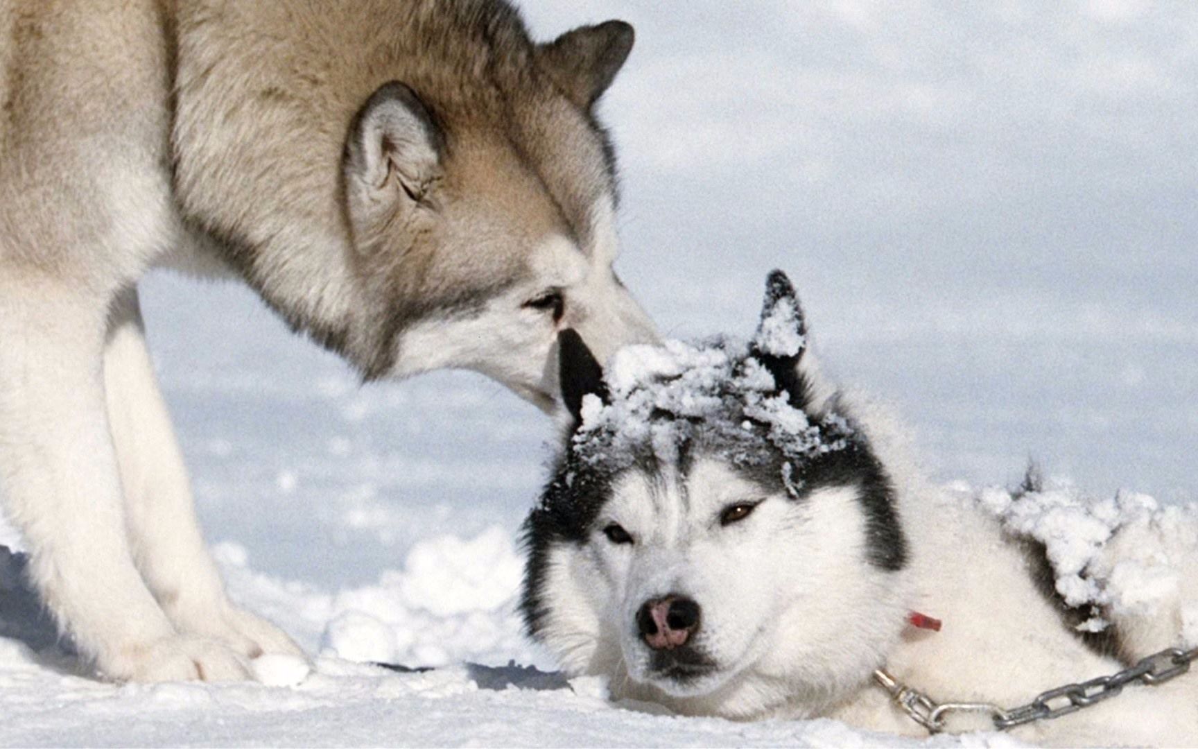 狗狗被丢南极175天, 主人回来后惊呆了, 速看《南极大冒险》_哔哩哔哩