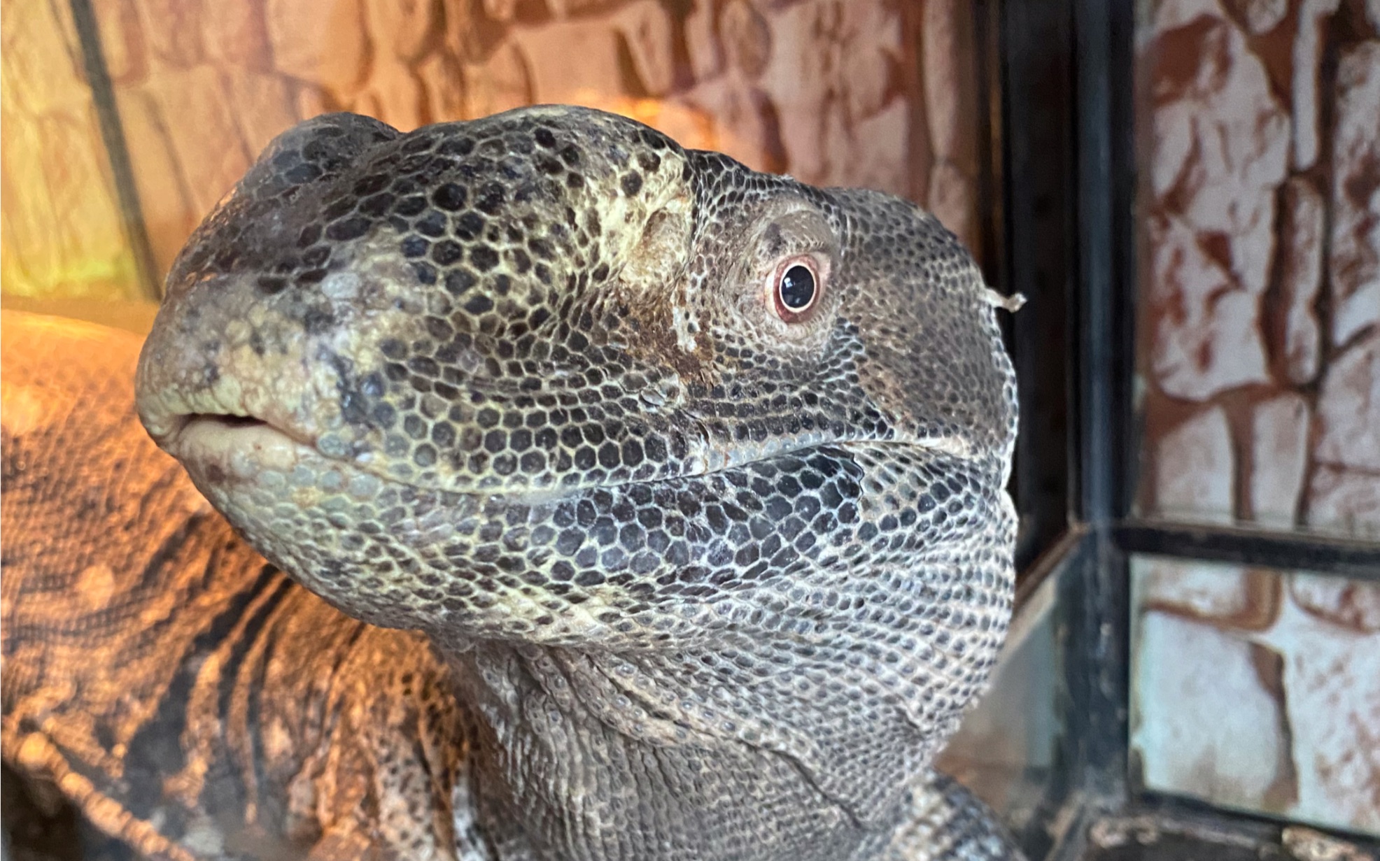 带你见见蜥蜴的小几几