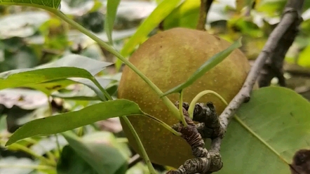 野山梨现采现吃,又脆又鲜,水分十足