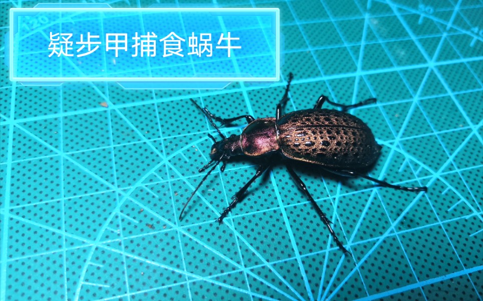 lwa的昆虫社第十三期视频:关于疑步甲的介绍与它的捕食,外加一只小