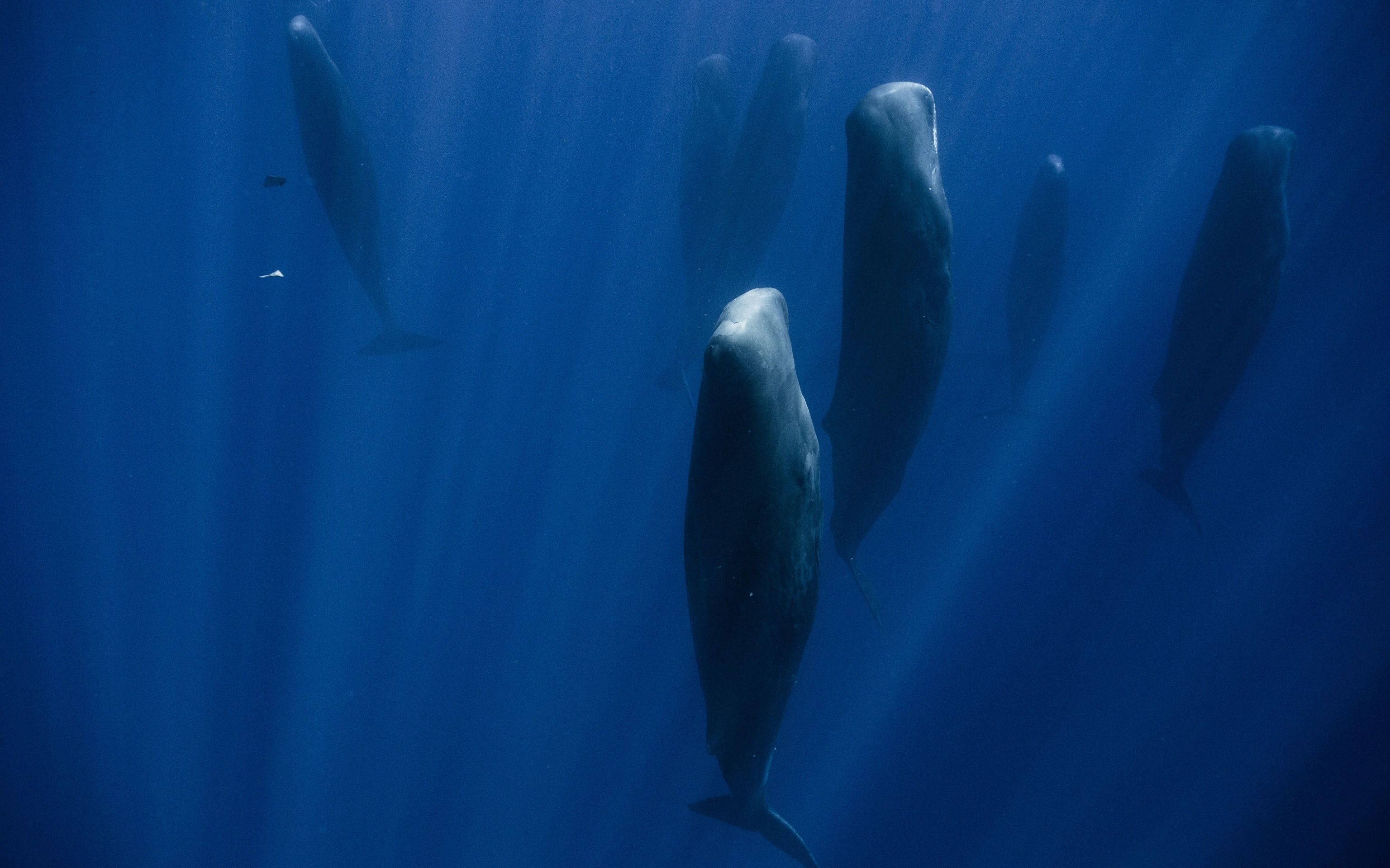 抹香鲸摆出超美"巨石阵",治愈又安眠