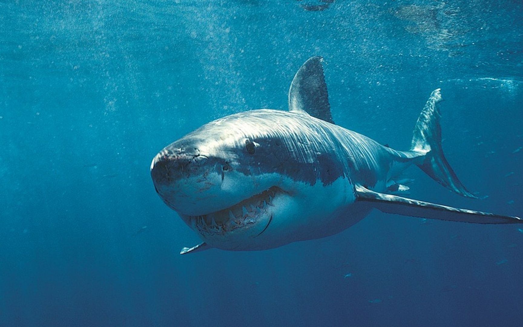 鲨鱼的脑子被用来研究药物,却变得比人类还聪明,人类展开逃生