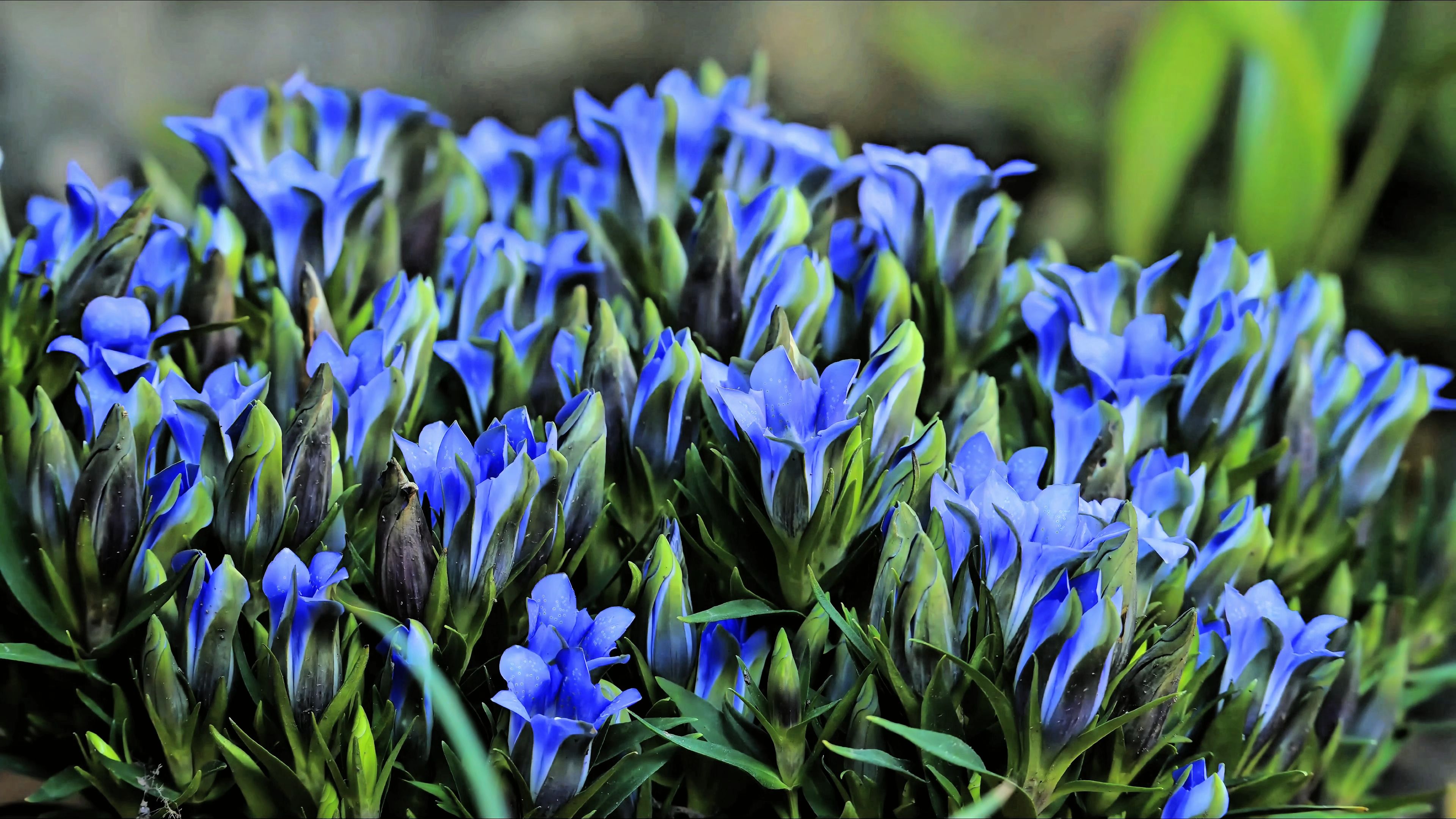 【原创】【延时摄影】每天来看一朵花开/龙胆"海洋之心"