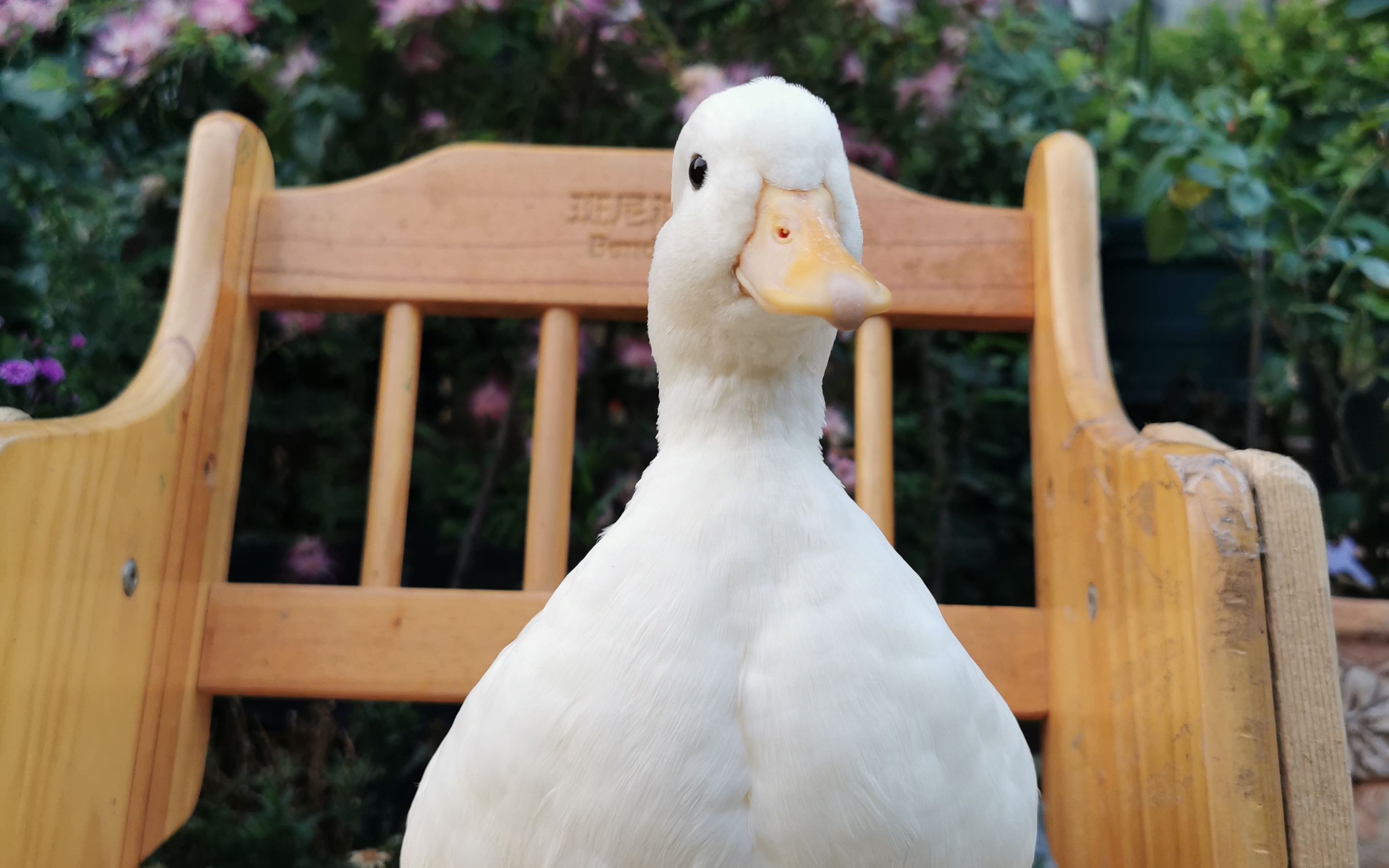 [柯尔鸭]抱抱的成长日记ヽ(•̀ω•́ )ゝ