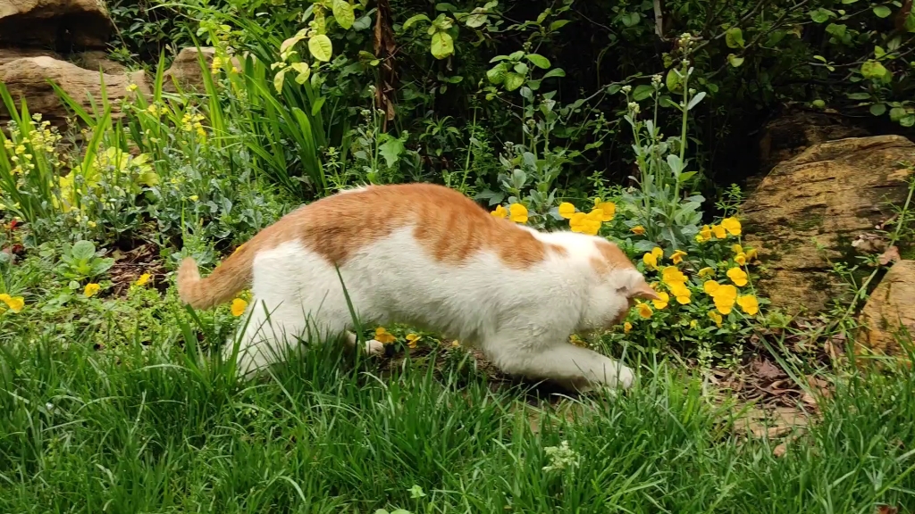 [图]猫咪戏蝶，治愈又美好