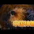 神奇动物2|中国神兽邹吾，看它如何日行千里