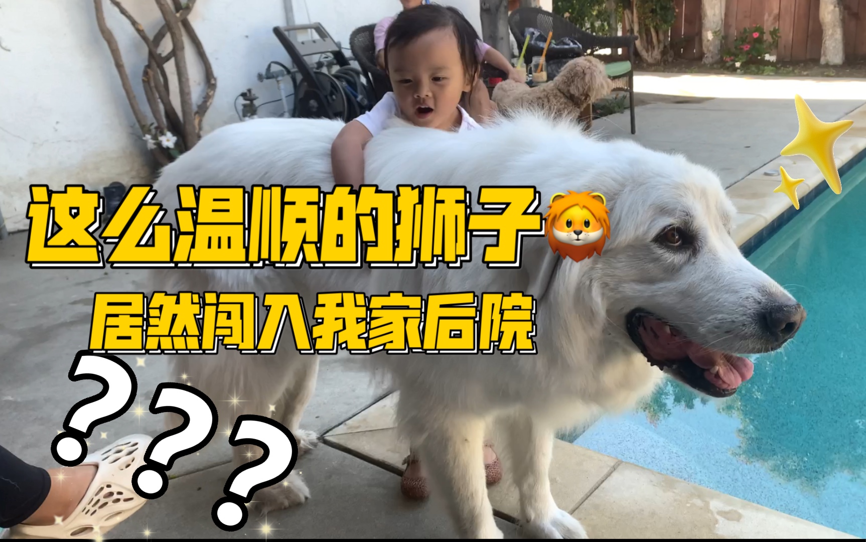 [图]狮子居然闯入了我家后院？！还是白毛的？！这么温顺？！