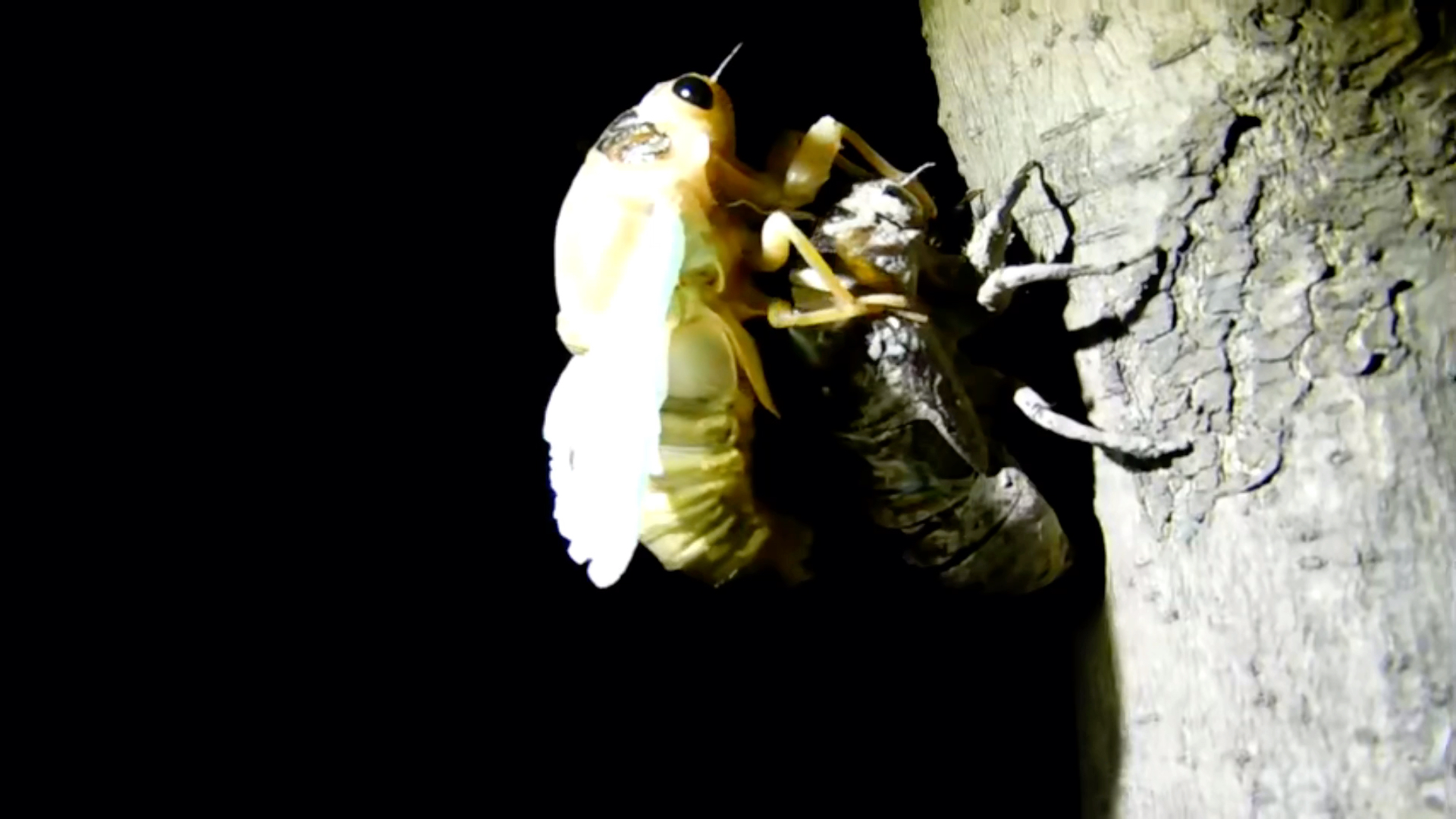 在小区夜观,看到一只黑蚱蝉表演金蝉脱壳