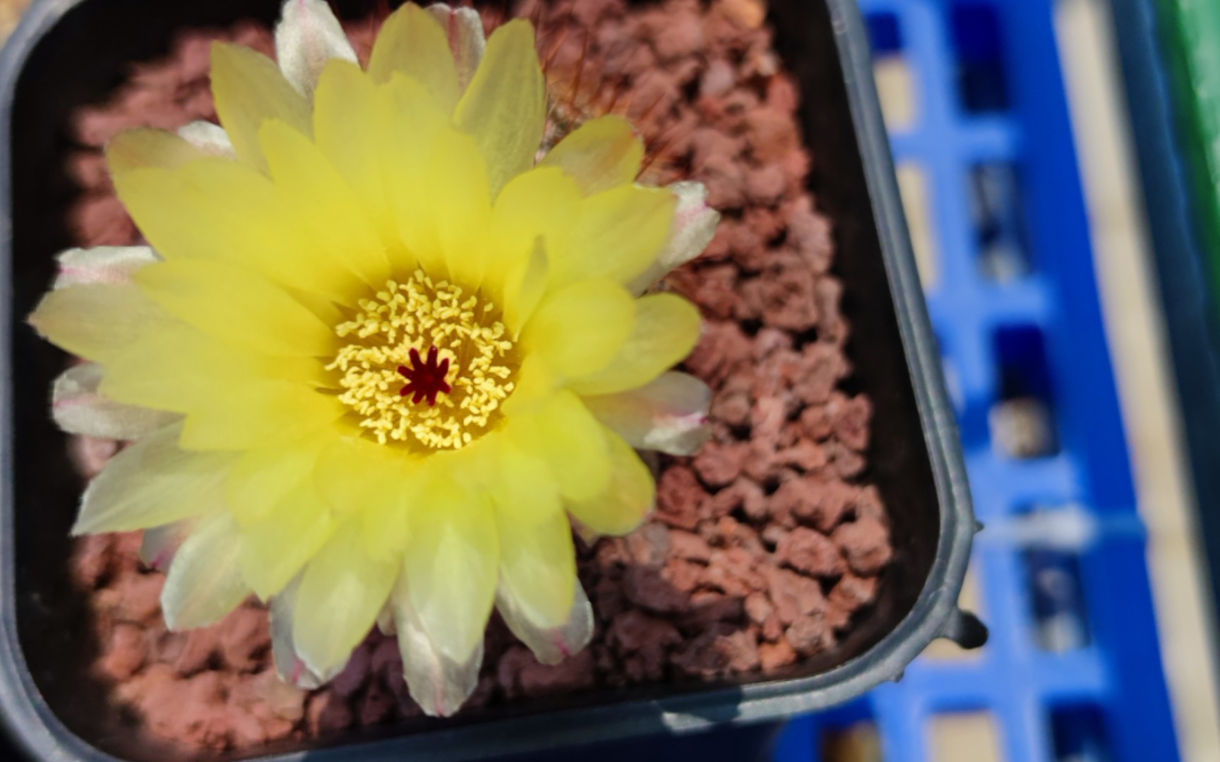 活动作品养了个球第52期南国玉属红神仙人球