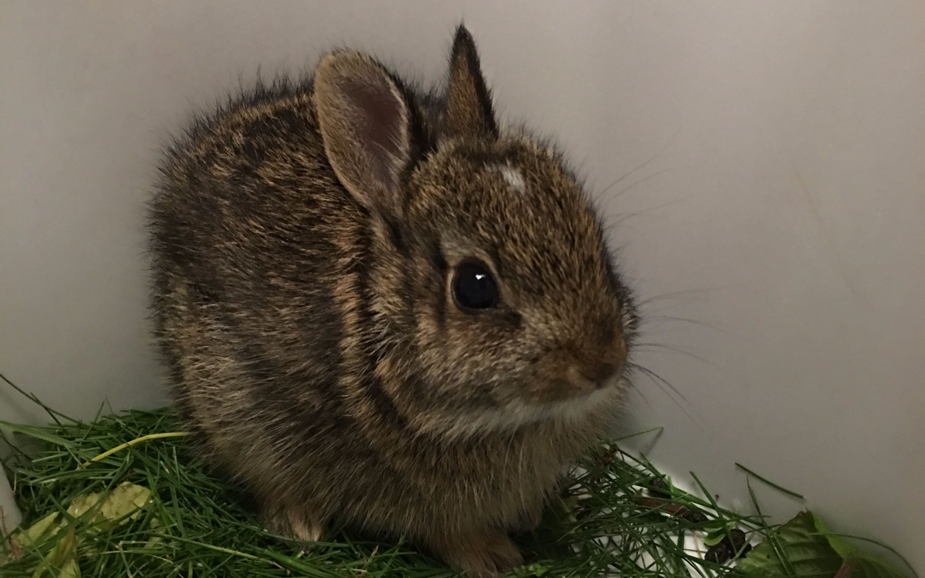 跳跳的捕捉方法