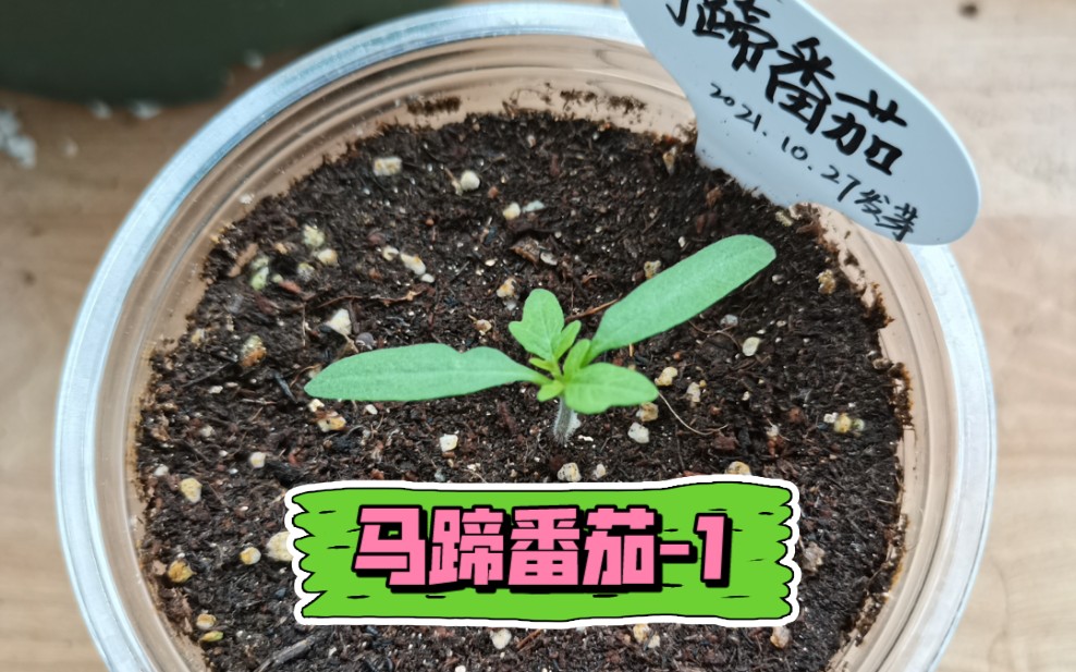 阳台种菜 | 传家宝番茄马蹄番茄(育苗)|哔哩哔哩bilibili