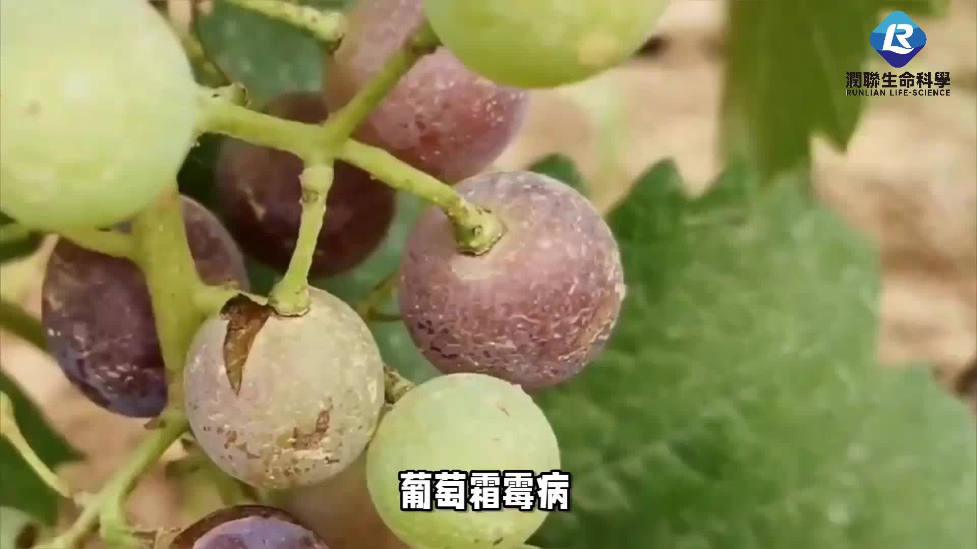葡萄霜霉病:潮湿环境中的威胁