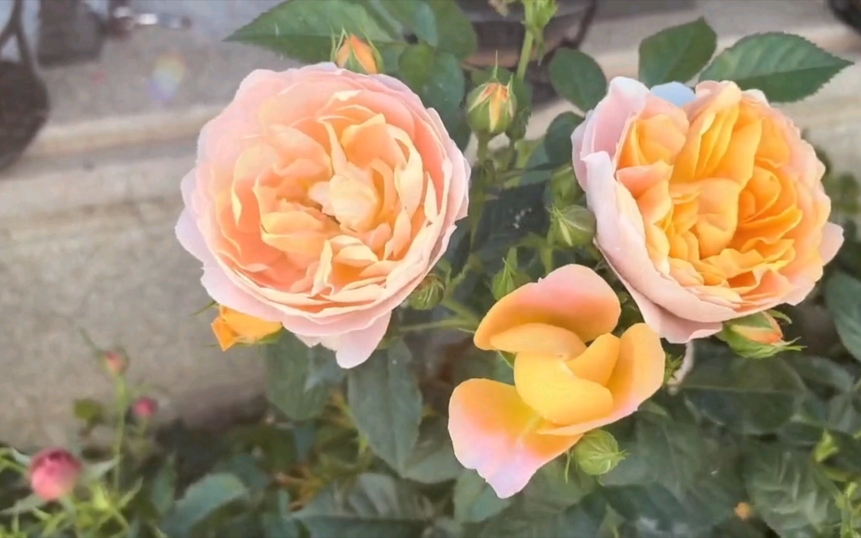 各种各样月季花!魅力动人!