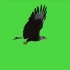 绿幕视频素材老鹰