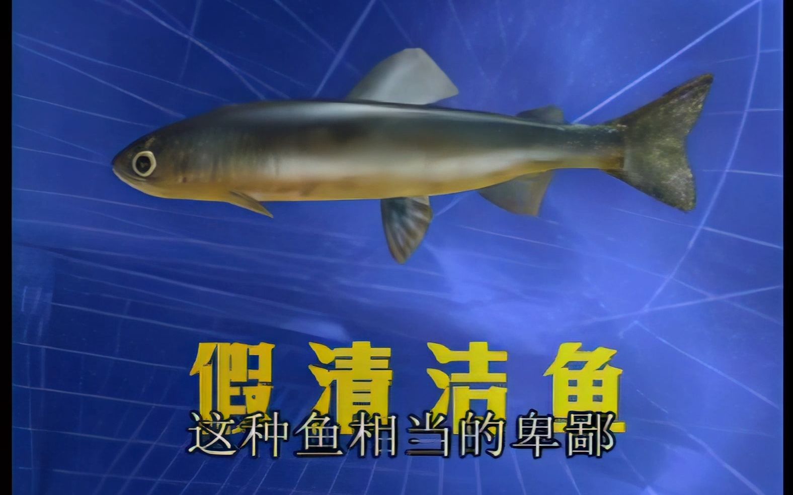 海洋世界——假清洁鱼