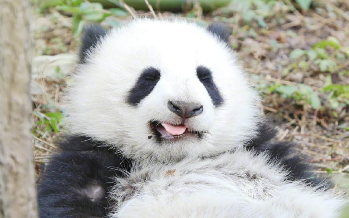 熊猫头吐舌头表情包图片