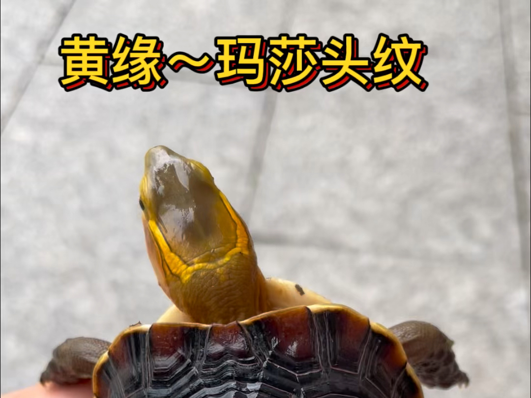 黄缘闭壳龟 玛莎头纹