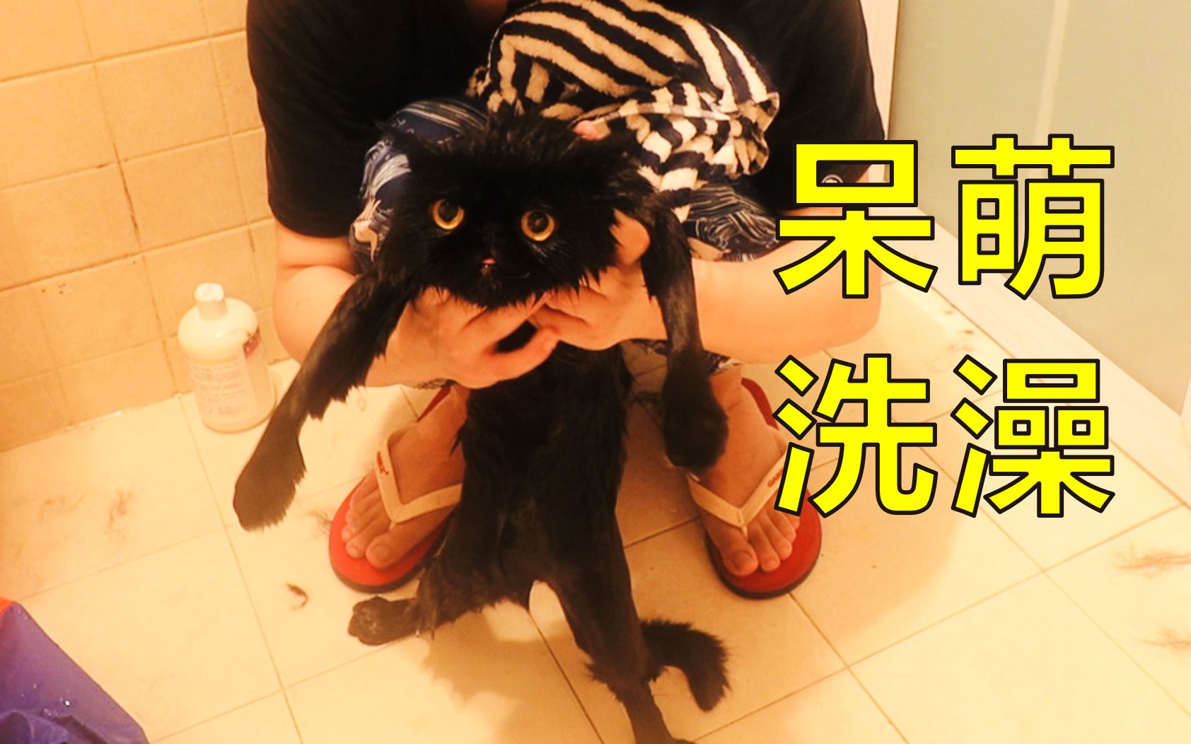 美猫出浴(可能是b站最乖的黑猫)_哔哩哔哩_bilibili