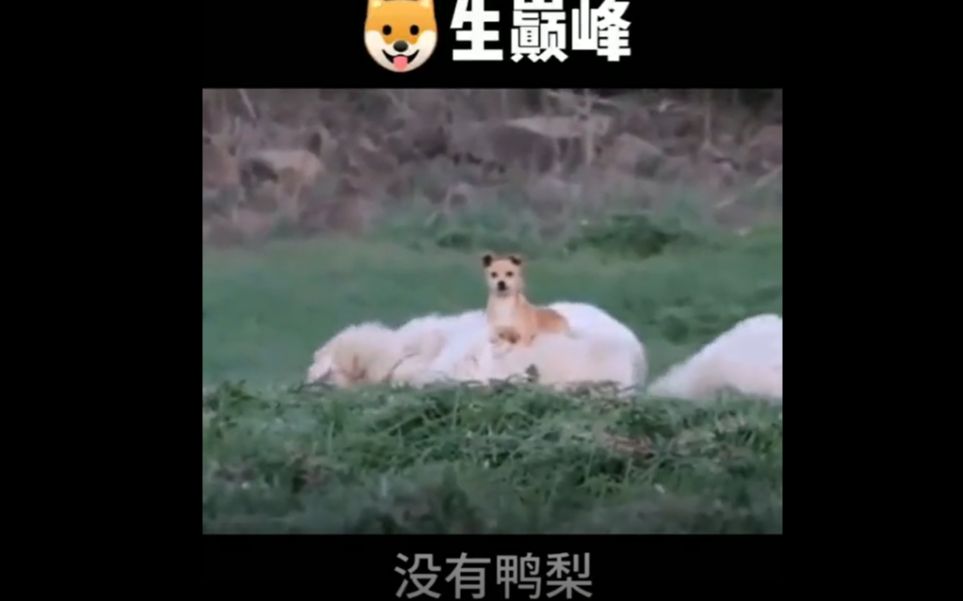 狗子:嗯…舒服,这才是真正牧羊犬该有的样子啊…哔哩哔哩bilibili