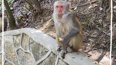 【张家界的野猴】还算讲武德,不抢游客东西但护食严重的野猴