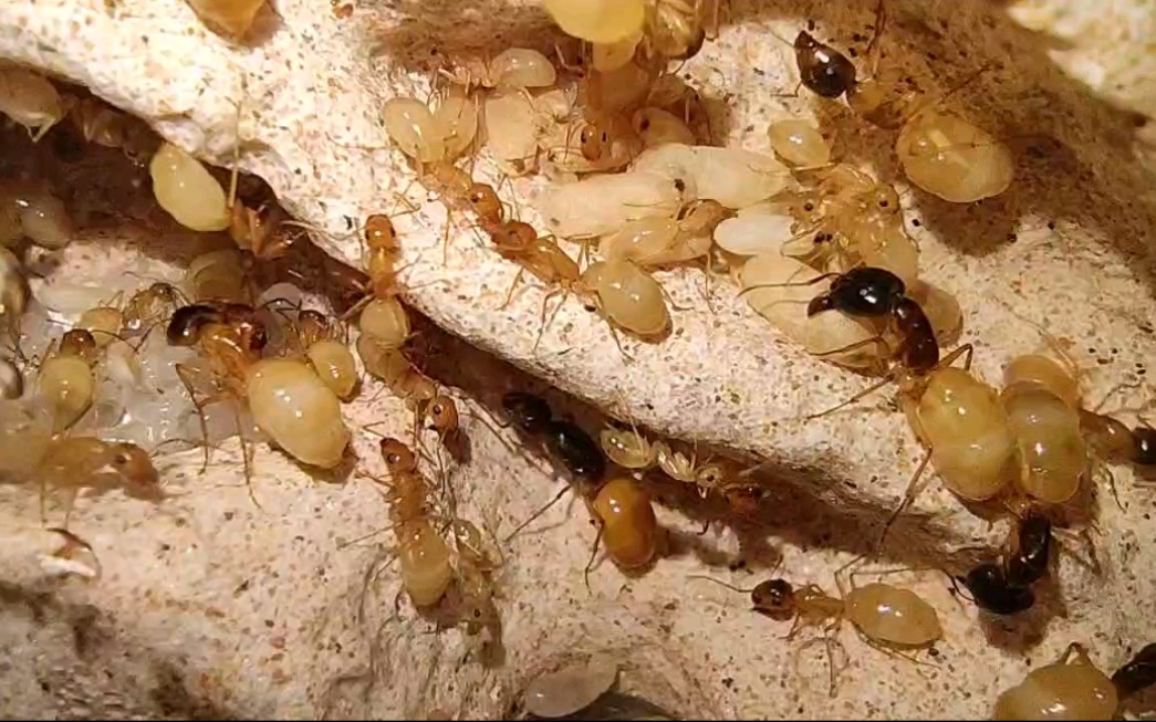 蚂蚁过冬的方式图片图片