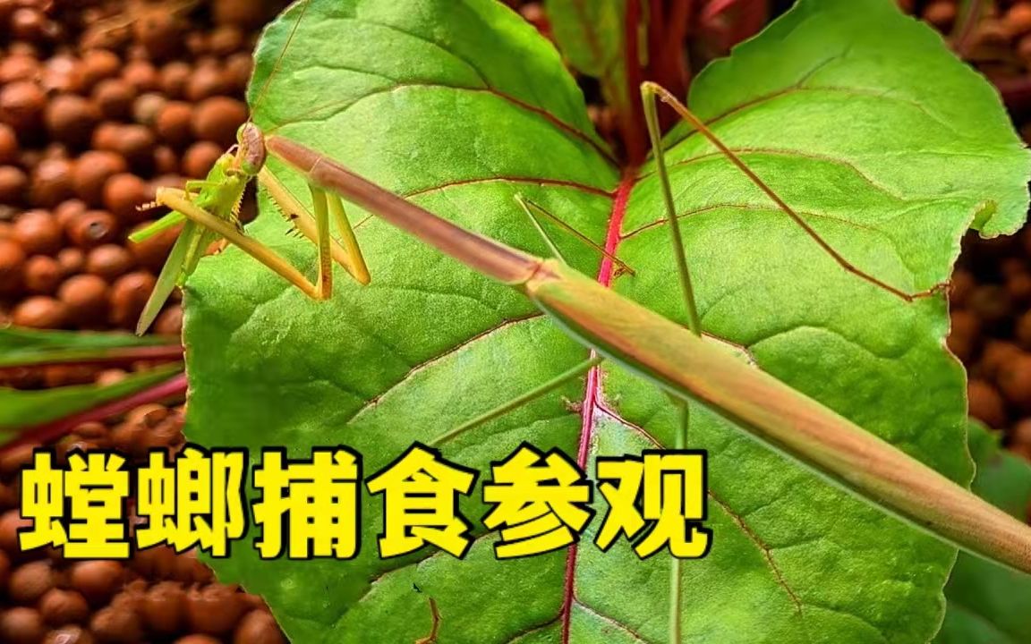 [图]螳螂捕食全过程-咀嚼蚱蜢