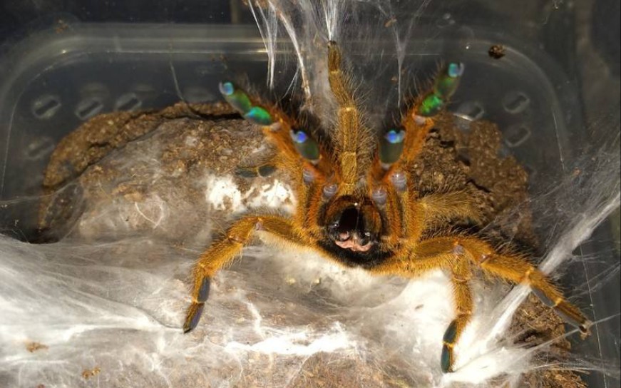 麦兜凶猛高毒但是却适合新手饲养的捕鸟蛛非洲烈阳橙巴布见面就交双招