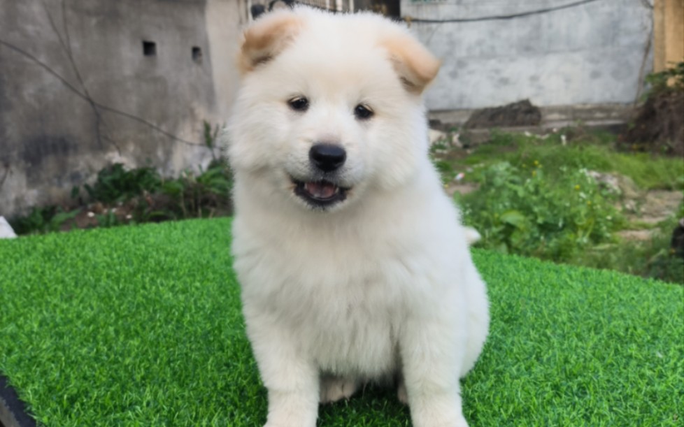 两只可爱的白土松犬弟弟