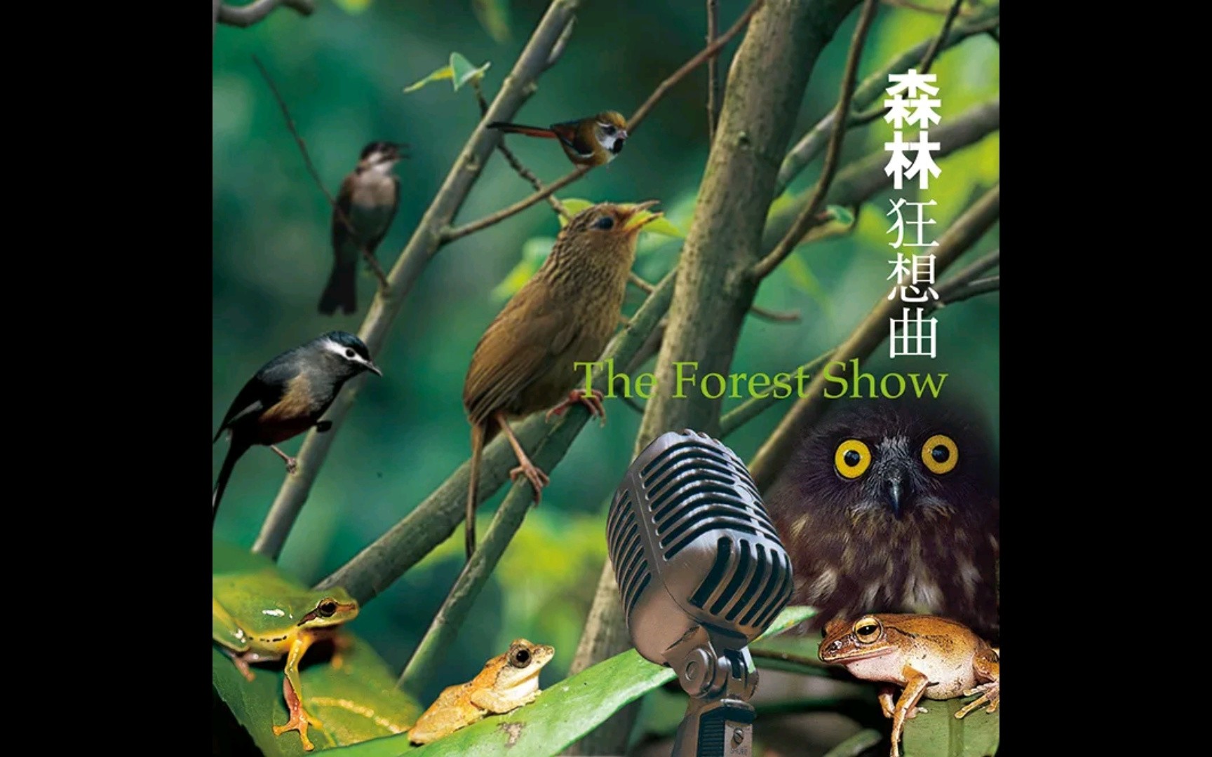 《森林狂想曲》-风潮音乐