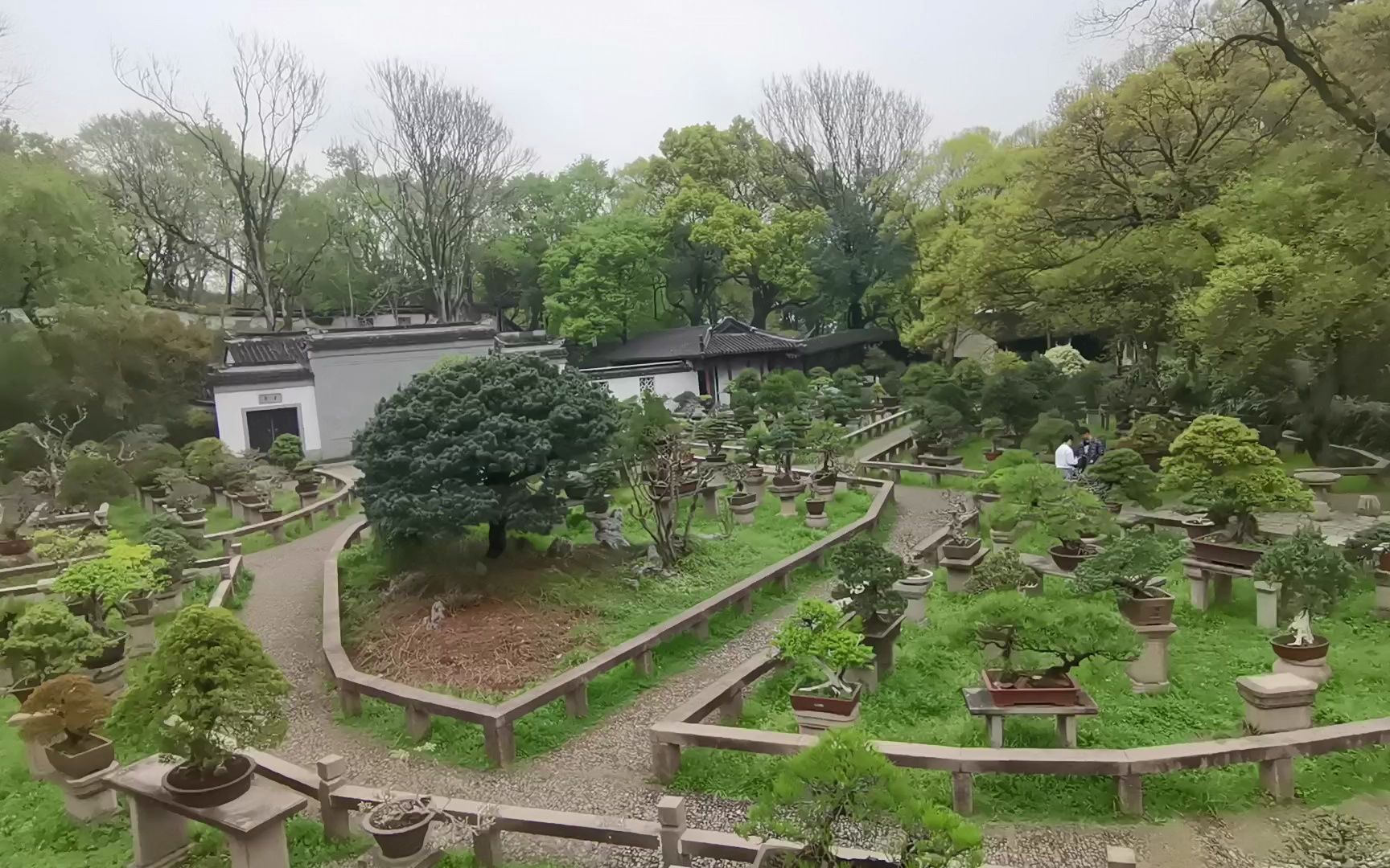 2023novruz第10天(4) 苏州虎丘山盆景园·春暖花开时的盆景展