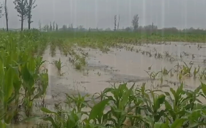 这雨下的太大了!庄稼都被淹没了.