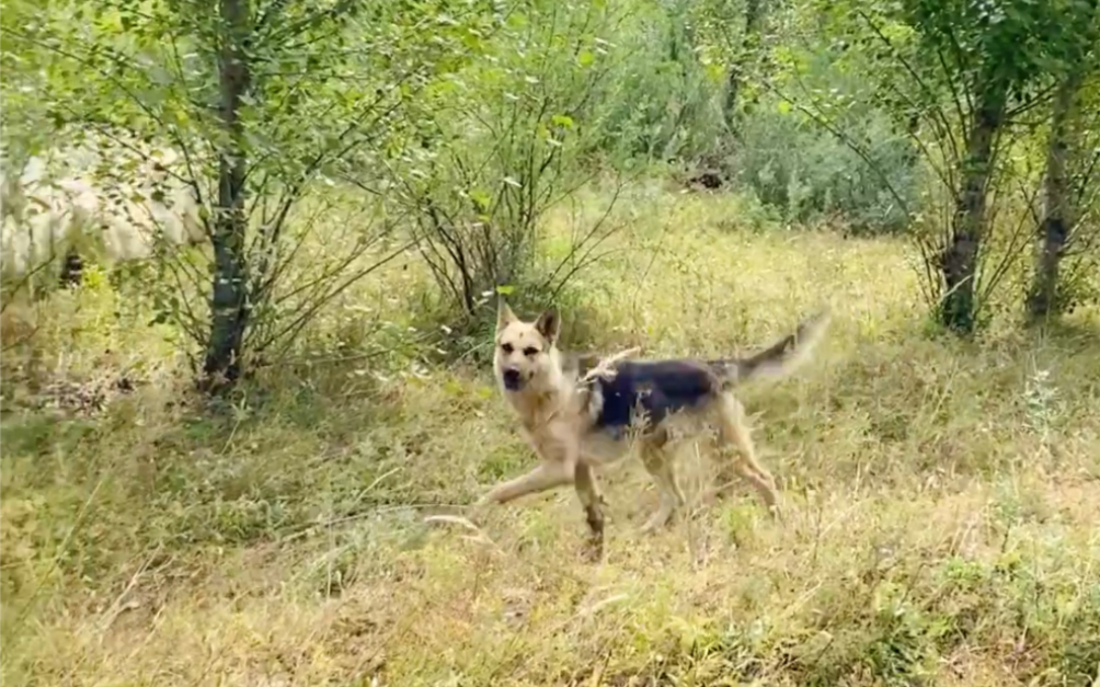 [图]欣赏着大帅马，竟然偶遇到一只牧羊犬，我追犬，犬追羊，咩咩