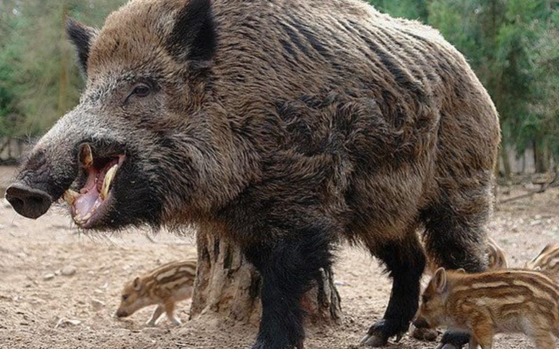 美国野猪泛滥成灾,为啥宁愿一年损失十几亿,也不肯抓来吃猪肉?
