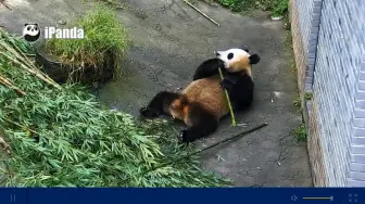 Скачать видео: 【大熊猫浦浦】浦浦帮主和他的绿玉杖