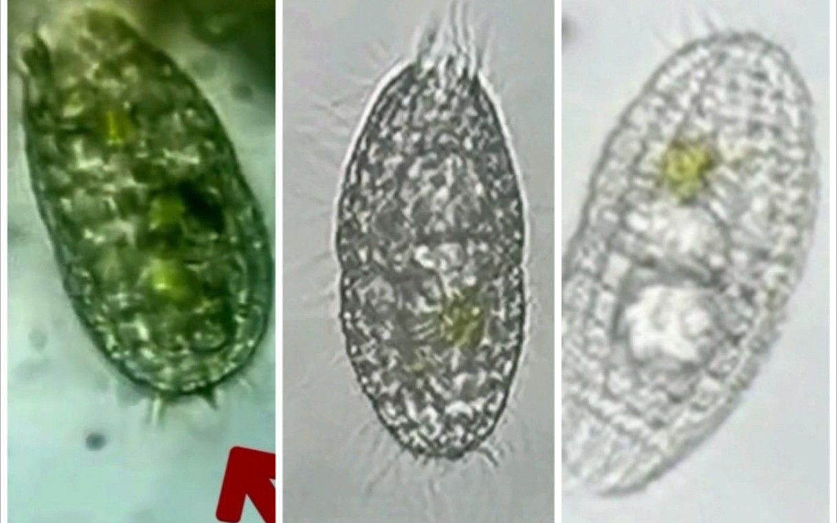 池塘中的微生物12600x光学放大榴弹虫板壳虫