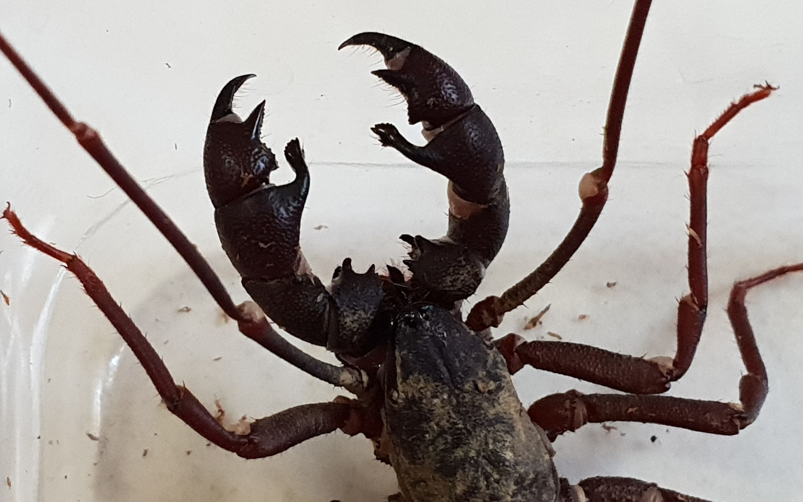 【鞭蝎纪录】一身泥的台湾鞭蝎(十字盾鞭蝎).