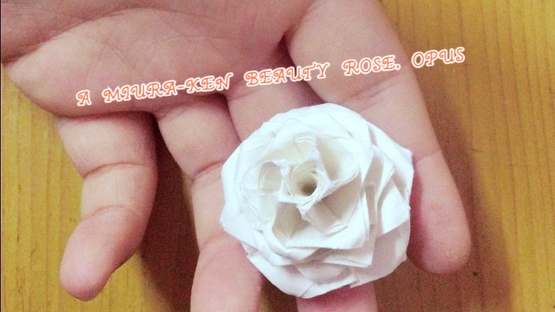 罗伯特25瓣玫瑰 a miura-ken beauty rose, opus