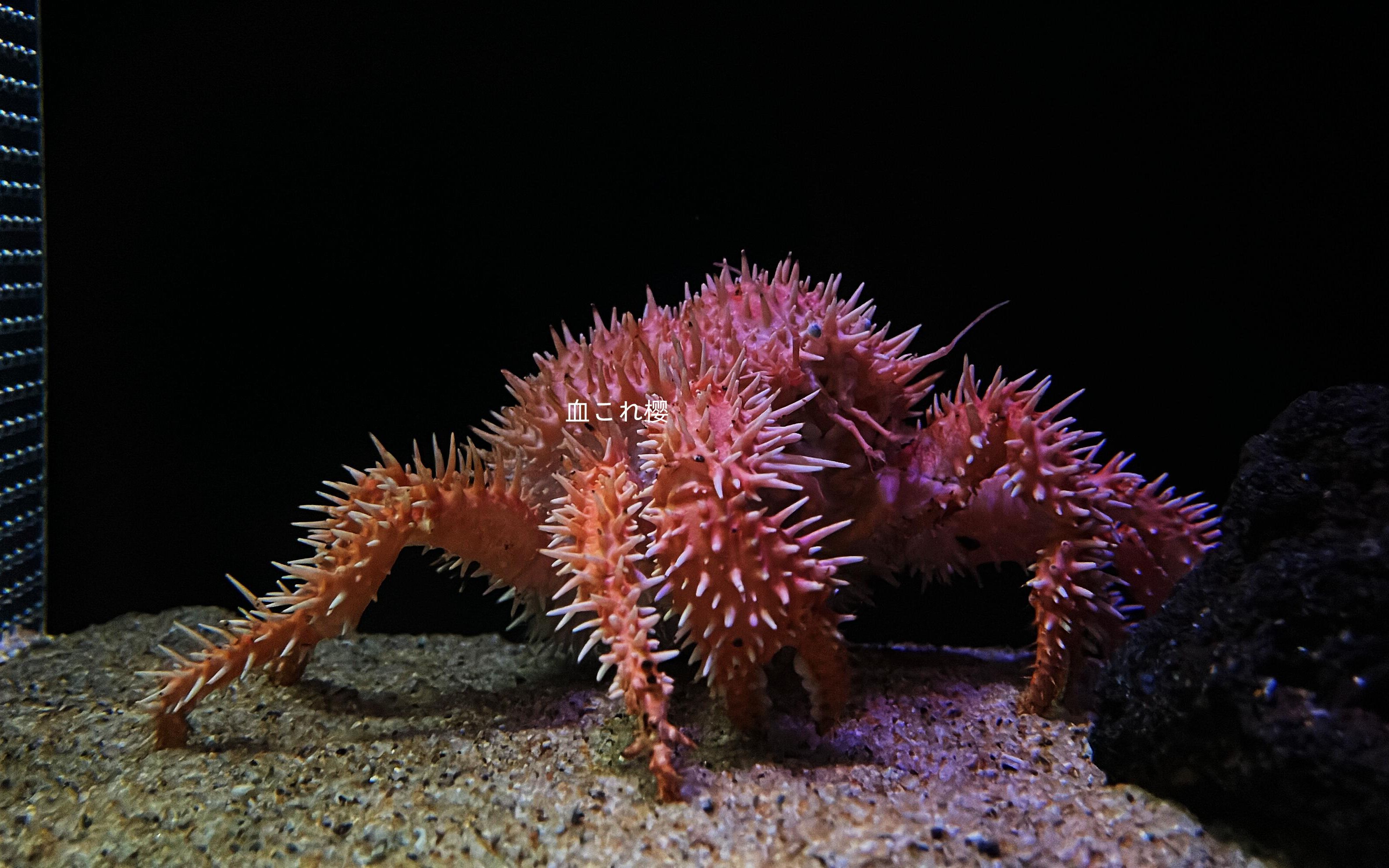 池袋阳光水族馆饲养的栗刺仿石蟹