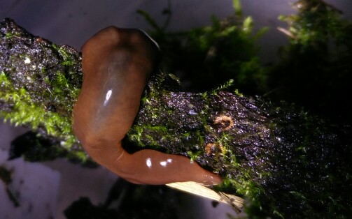 【筓蛭涡虫】吃蛞蝓